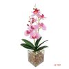 Potted Orchid